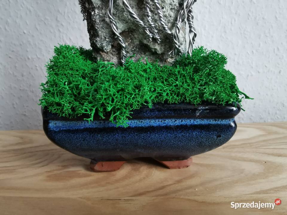Fioletowe bonsai Doskonały prezent na święta 35 Dekoracje i ozdoby Bolesławiec