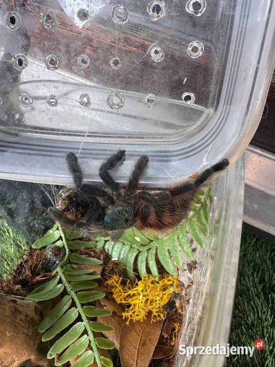 hodowla ptaszników Kraków