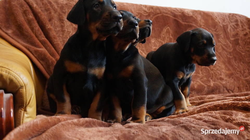 szczeniaki doberman Bydgoszcz sprzedam