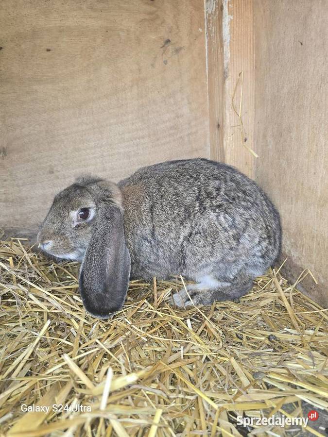 Króliki barany francuskie Pławna Górna sprzedam