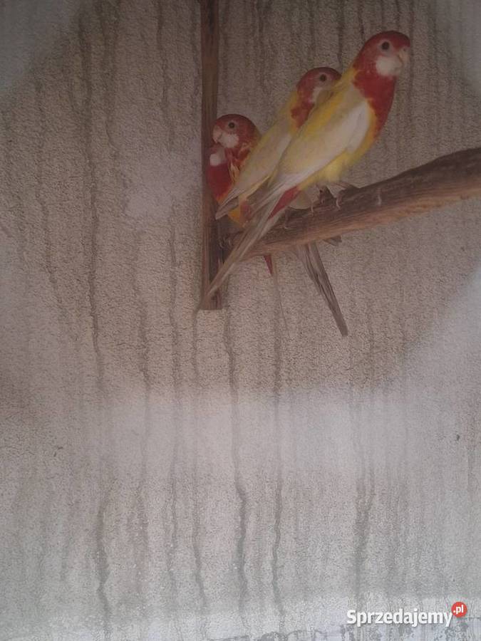 Rozelle białolice Szubin