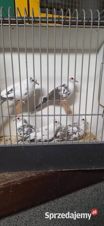 Sprzedam gołąbki diamentowe