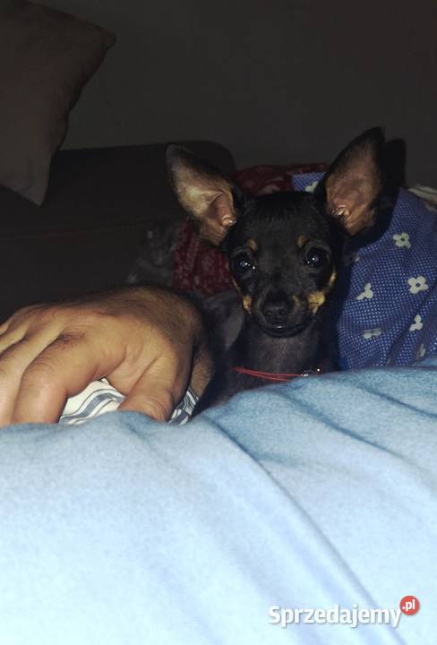 Sunia lola pinczer miniaturowy Jasło