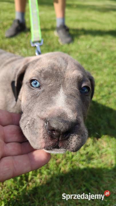 Piękne Szczeniaki Cane Corso Italiano Wiskitki