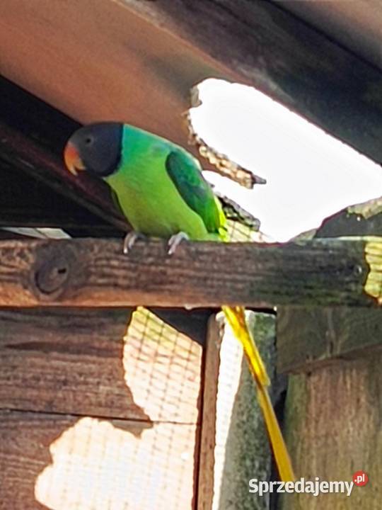 Aleksandretta Himalajska Pamiątkowo