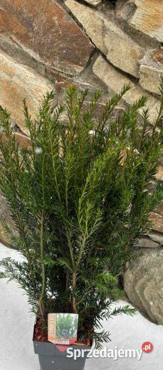 Cis Groenland mega sadzonka gęsta na żywopłot