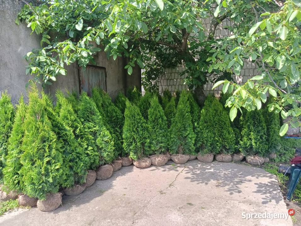 Tuja szmaragd Stęszew Mosina Poznań Iglaste