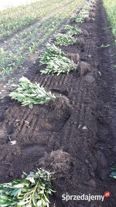 Laurowiśnia caucasica 60 80 Żywopłot