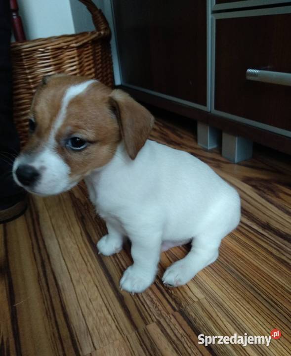 śliczne szczeniaki Jack Russell Terrier Jack Russell Terrier Koszalin