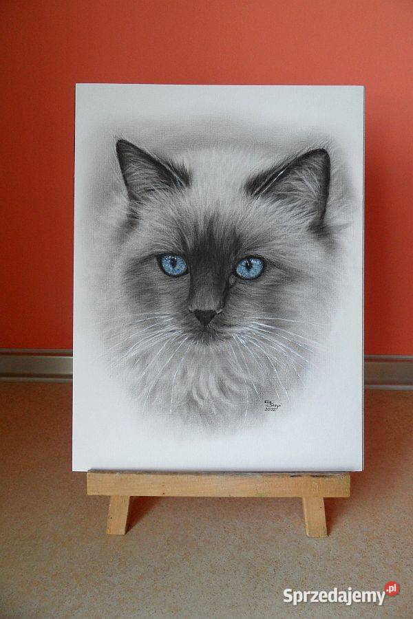 Obraz kota Ragdoll ręcznie malowany pomysł na Malarstwo Jelenia Góra sprzedam