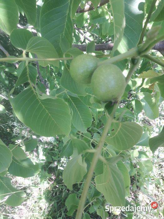 Koncentrat z orzecha włoskiego Orzechy