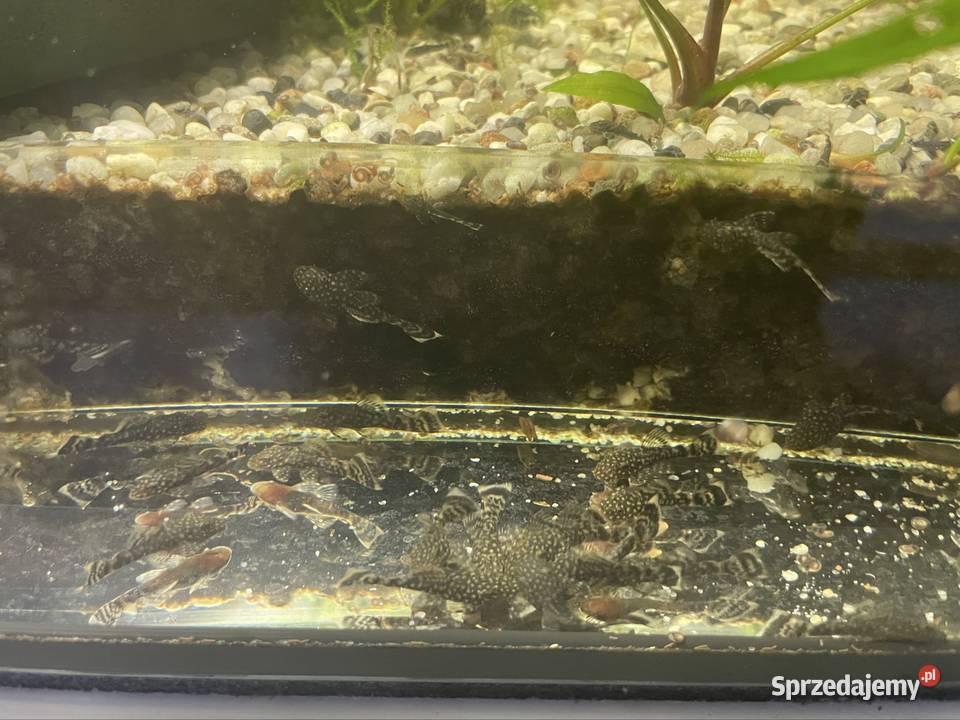 Zbrojnik Niebieski Glonojad Ancistrus Tomaszów Lubelski