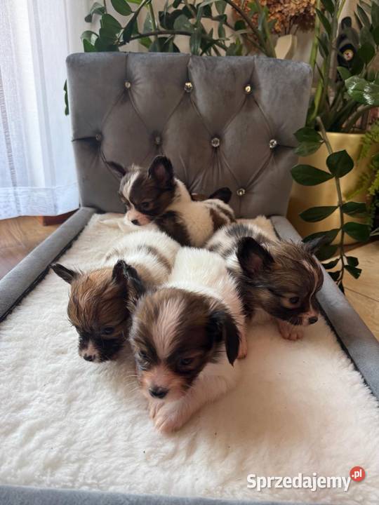 Papillon szczeniak Spaniel kontynentalny Pozostałe Dudki