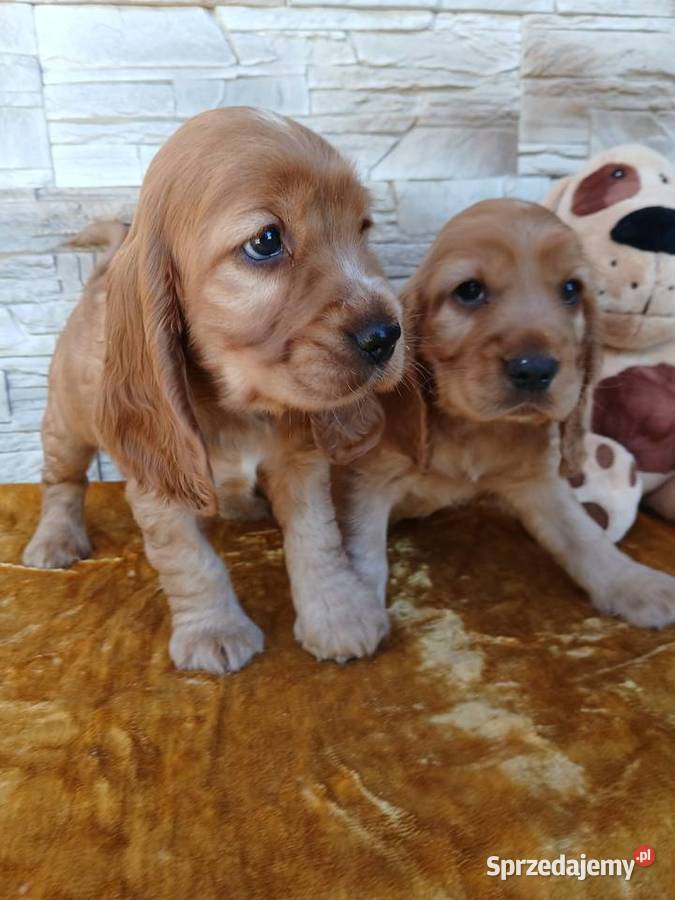 Śliczne Szczenięta Cocker Spaniel Angielski Sieradz