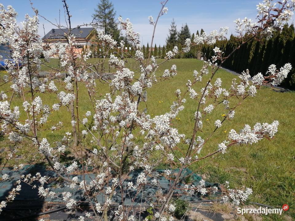 Działka z widokiem na jezioro Góra Pobiedziska Grunty i działki