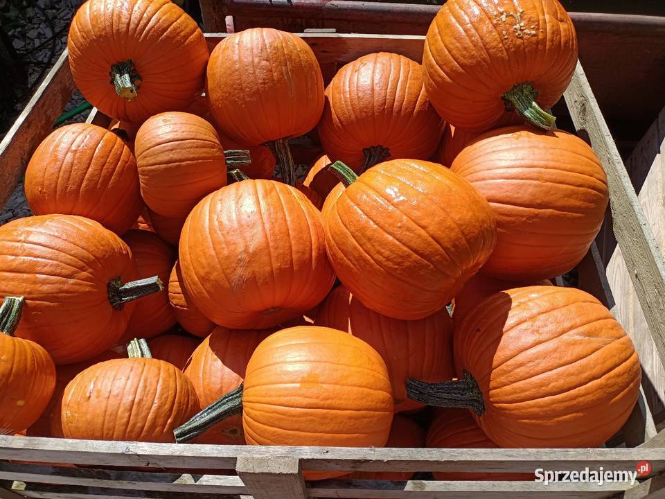 Dynia premium halloween ozdobna 510 Katowice