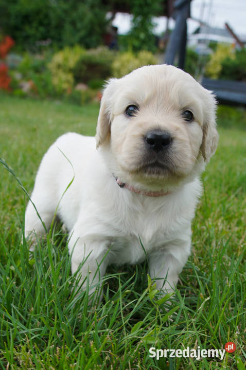 Golden Retriever szczeniaki z rodowodem