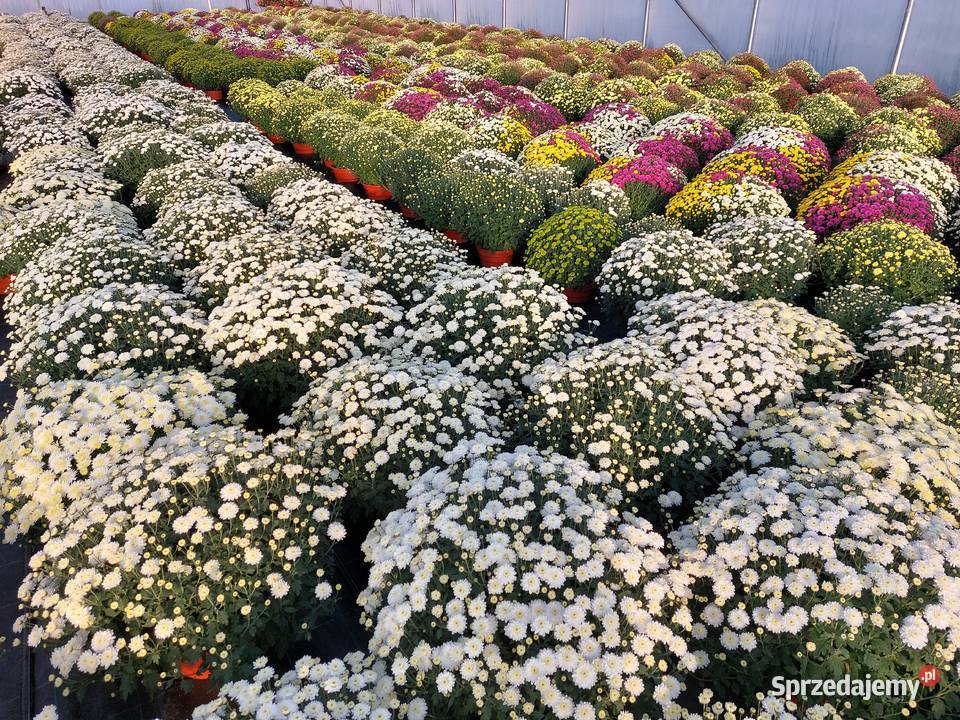 CHRYZANTEMY DROBNE I WIELKOKWIATOWE Sochaczew sprzedam