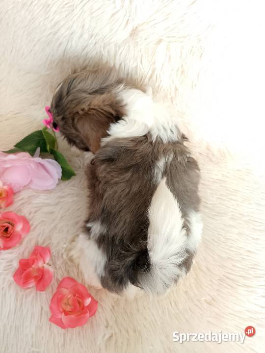 Gotowa do odbioru suczka rasy ShihTzu Shih Tzu Kępno