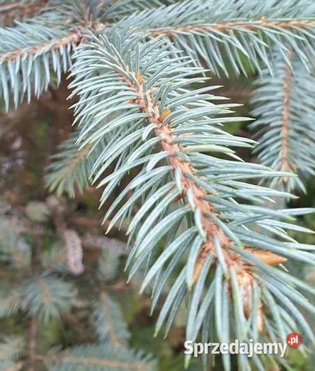 Świerk srebrny Picea Pungens 2030 DONICZKA Rybnik
