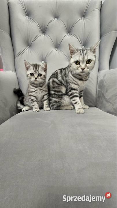 Kotki szkockie Siechnice