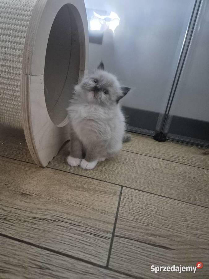 Kocurek ragdoll FPL Ostrów Wielkopolski