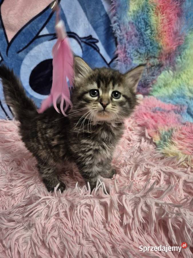 Syberyjska KOTKA ŁUCJIA rodowód FPL Stary Broniszew