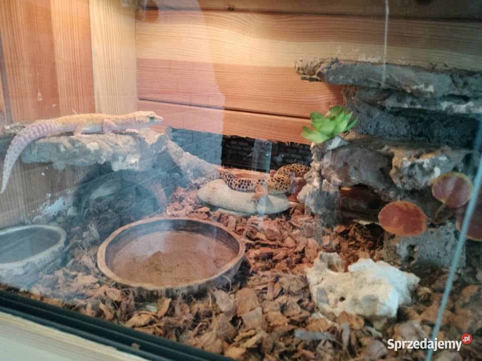 Sprzedam dwa gekony lamparcie Rybnik