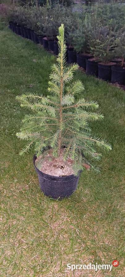 Świerk serbski Siedleczka
