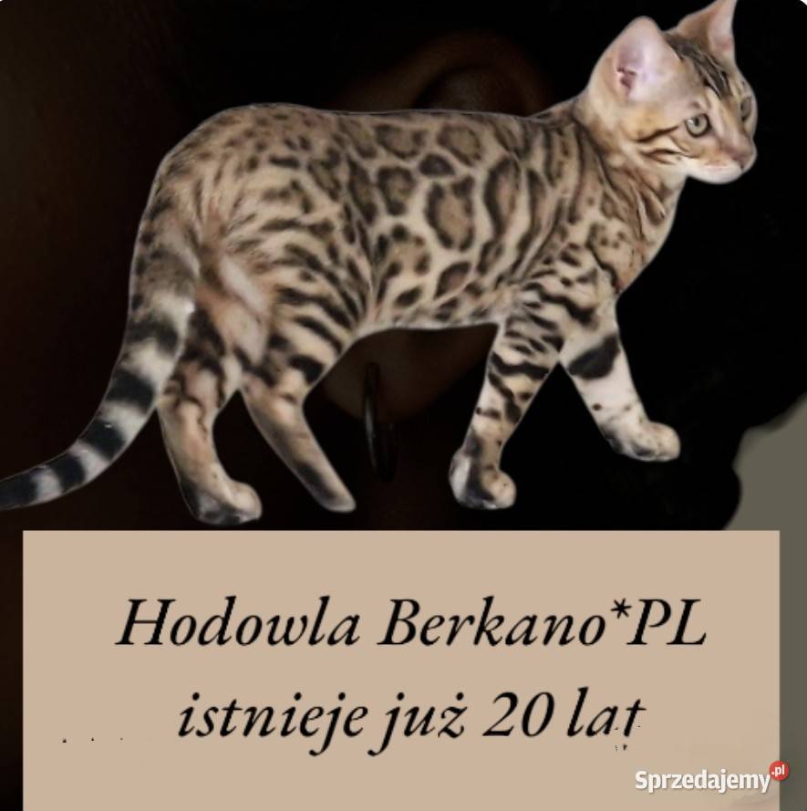 Perfekcyjna kotka bengalska Gabija Konin