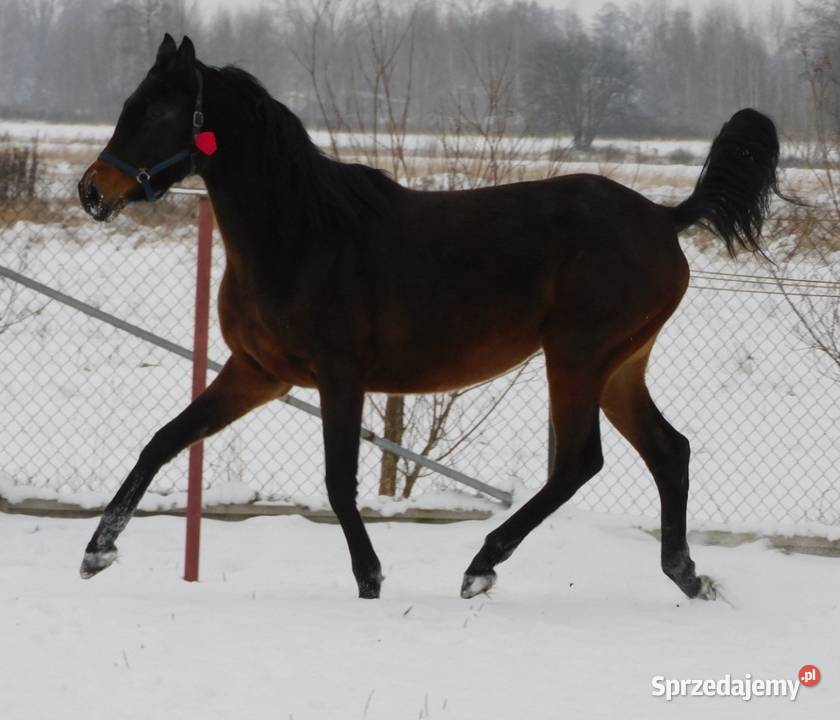 Dajana klacz małopolska Grodzisk Mazowiecki