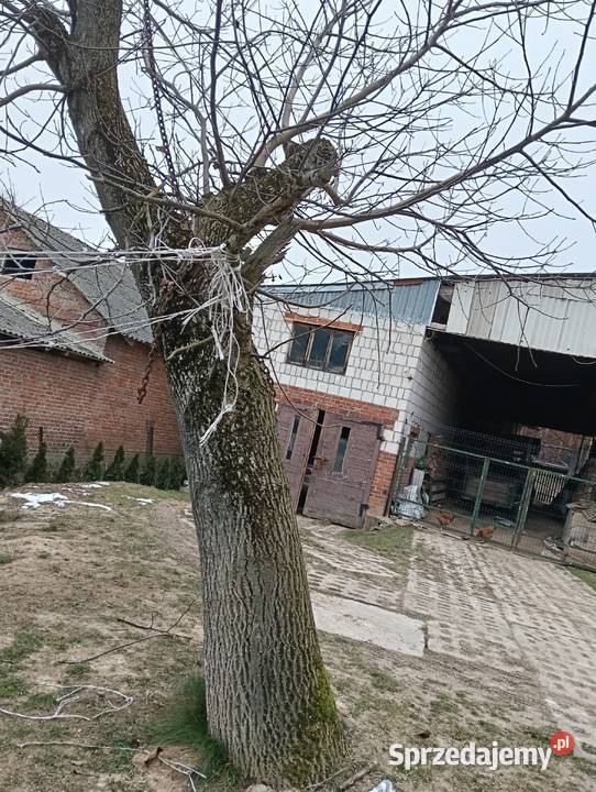 Sprzedam pień orzecha włoskiego Batorz sprzedam