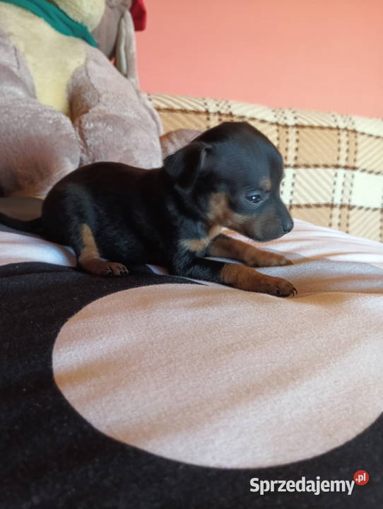 Pinczer miniaturka