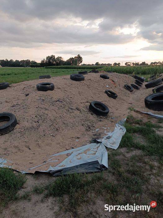 Kiszonka z lucerny mazowieckie Drobin