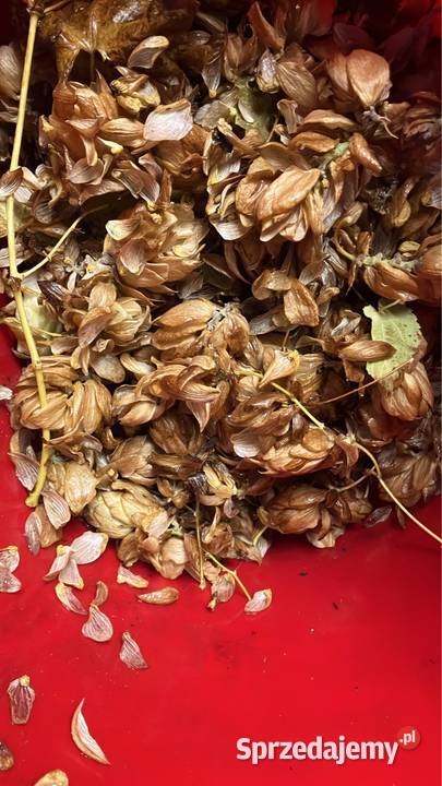 Browar domowy Herms Dom i Ogród Poznań sprzedam