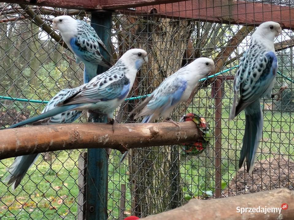 Rozelle Białolice 2025 wielkopolskie