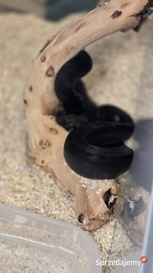 Boa cesarski img co motley het leopard