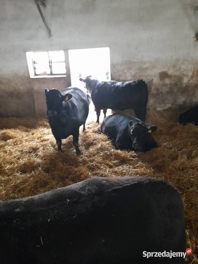 Sprzedam jałówki mięsne łódzkie Zacywilki