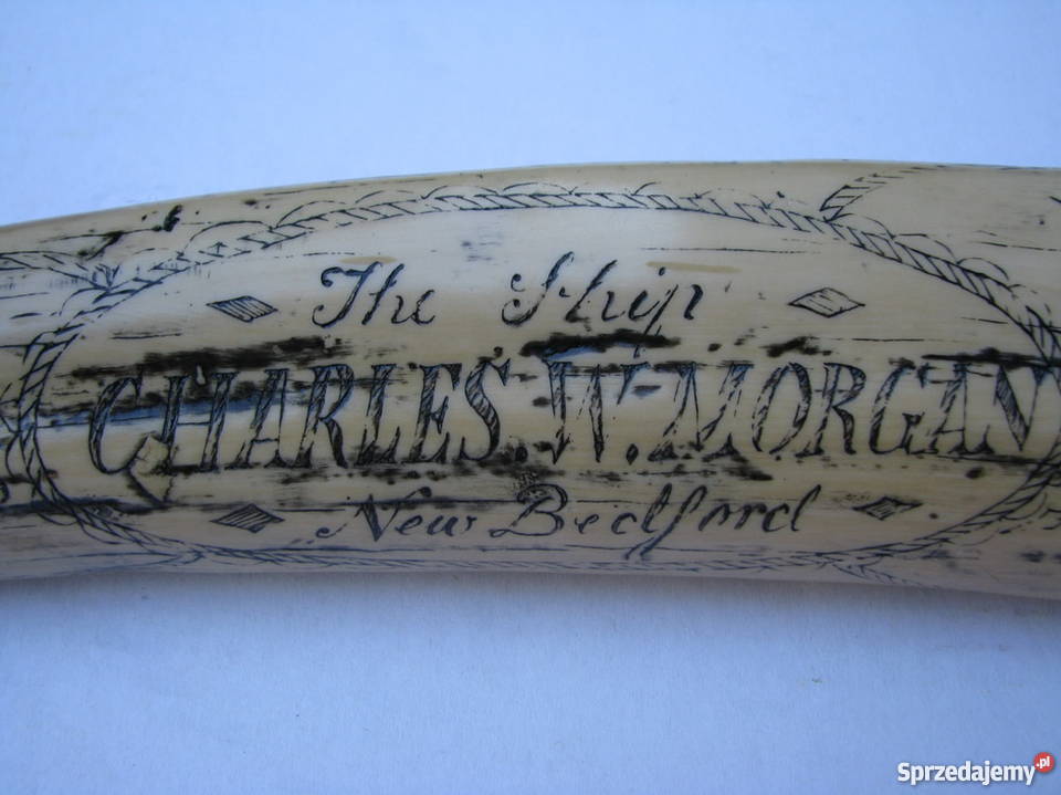 RÓG KIEŁ MORSA TROFEUM RZEŹBIONY Kraków