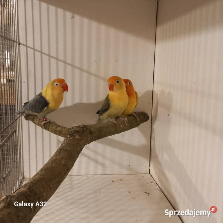 Nierozłączki fischera Ptaki Garwolin