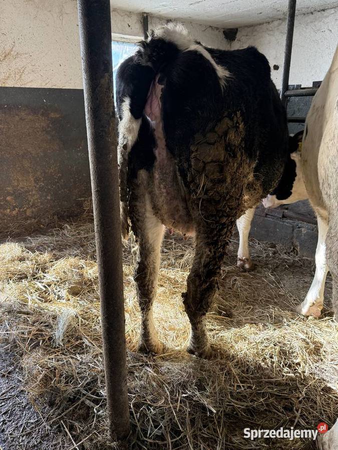 Jałówka wysokocielna Skrwilno