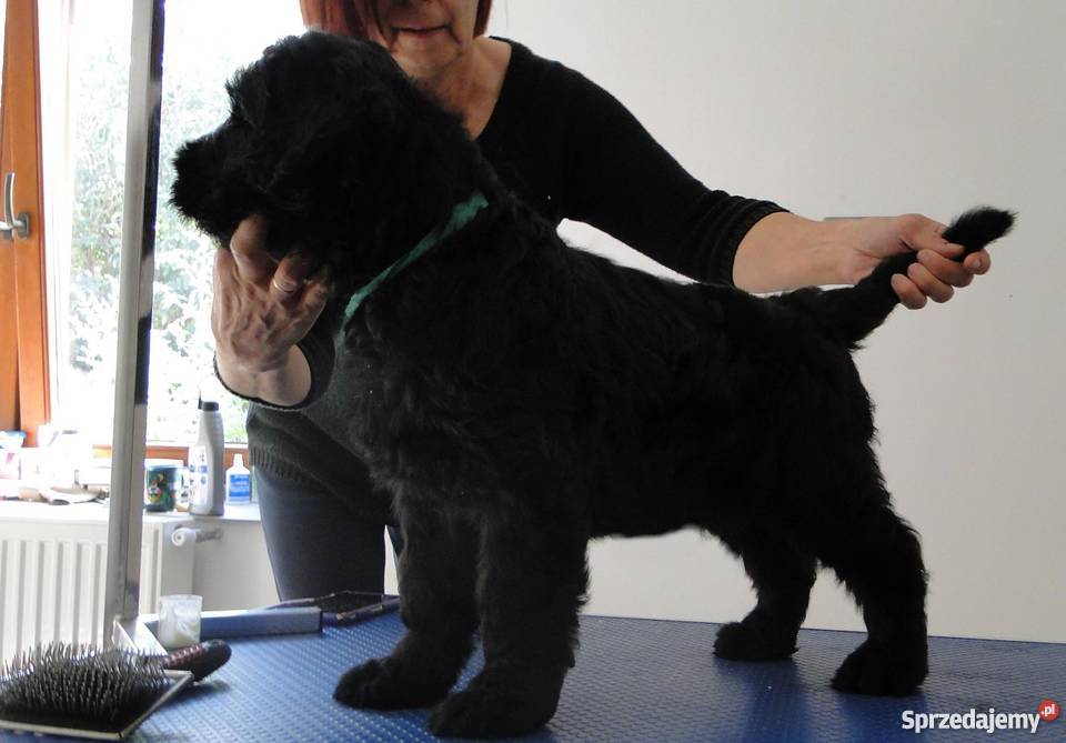 Czarny Terier Rosyjski szczenięta z rodowodem Psy Opole