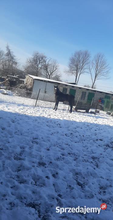 Ogier SP Zwierzęta Nowe Gajęcice