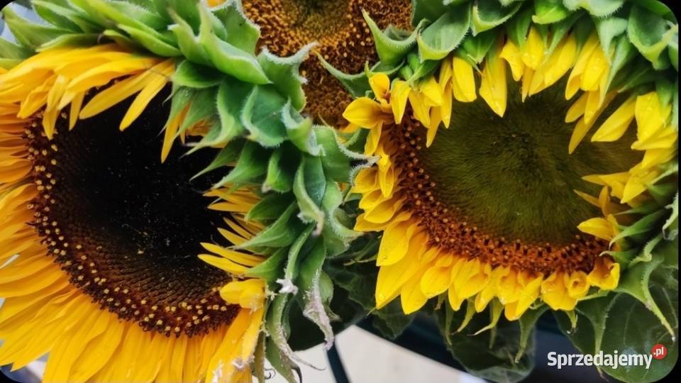 Kwiat słonecznika toio Trzebnica sprzedam