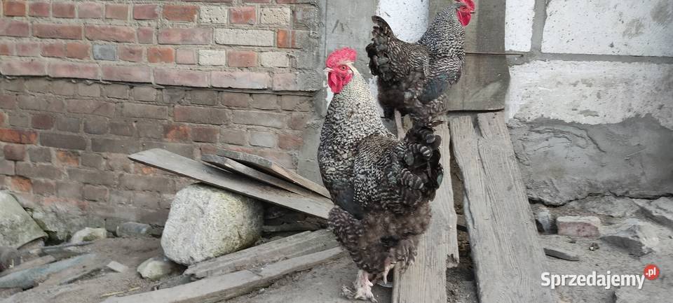 Koguty olbrzymie sprzedam