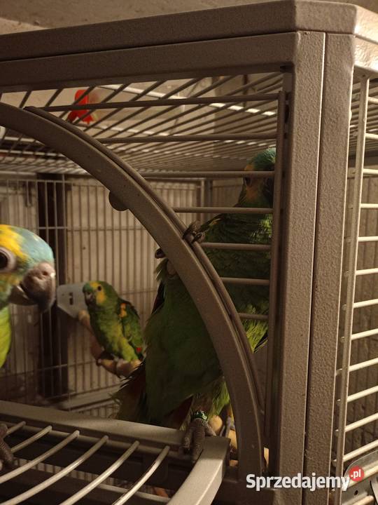 Sprzedam Amazonki Niebieskoczelne Kokorzyn sprzedam