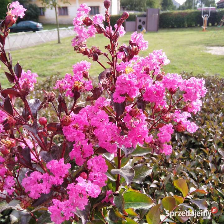 Lagerstroemia indyjska bez południa najdłużej śląskie Knurów