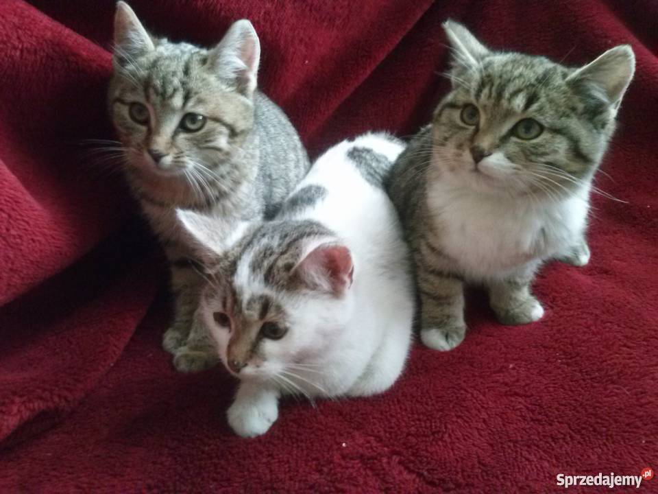 Oddam kociaki Zwierzęta