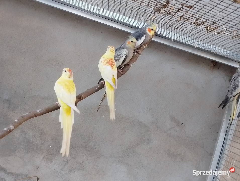 Papugi świergotki Dubin