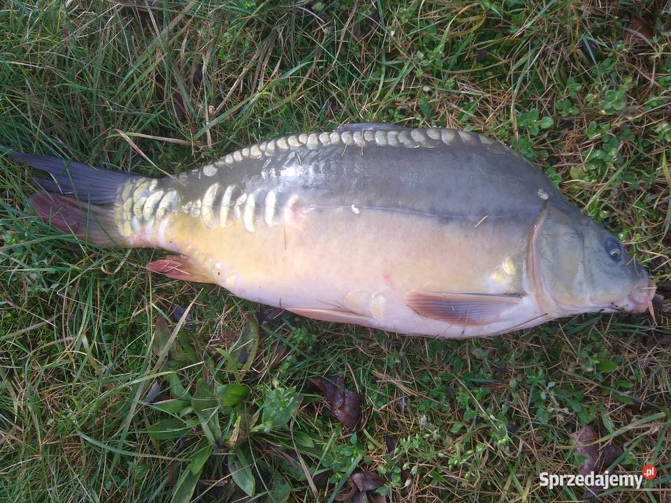 Karp żyw handlowy hurt detal Czechowice-Dziedzice sprzedam